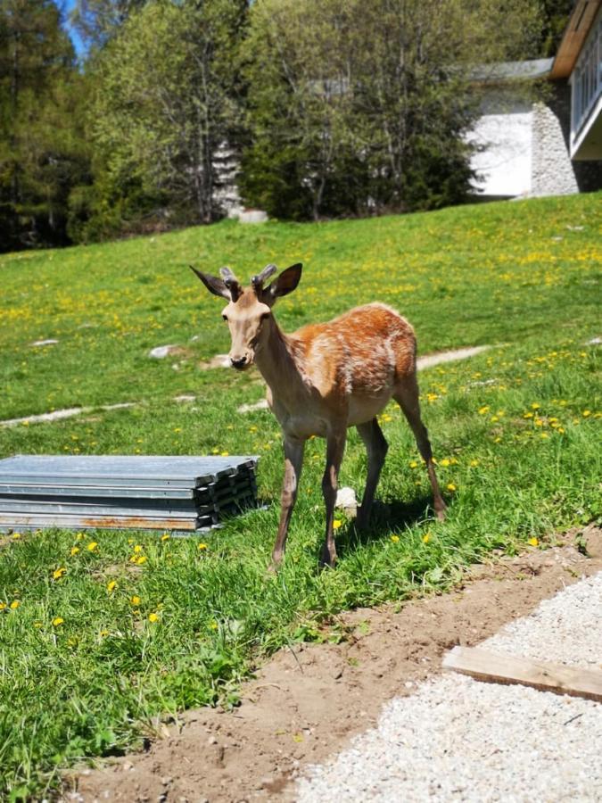 Готель Privat Tatry Dreams Нова Лесна Екстер'єр фото
